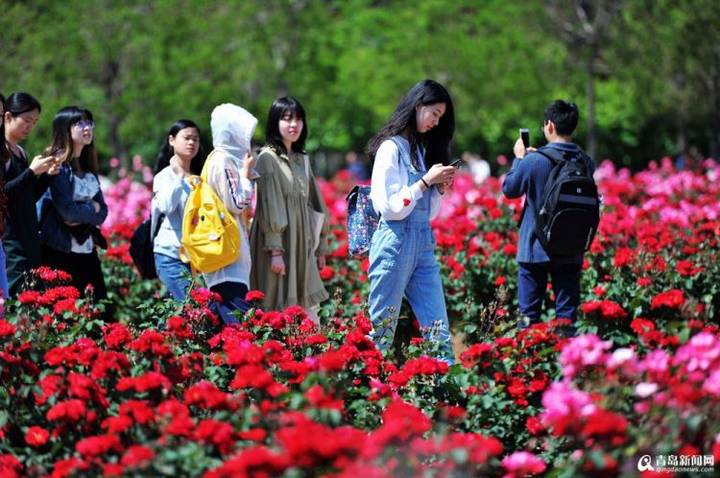 山科大毕业季校园月季花开